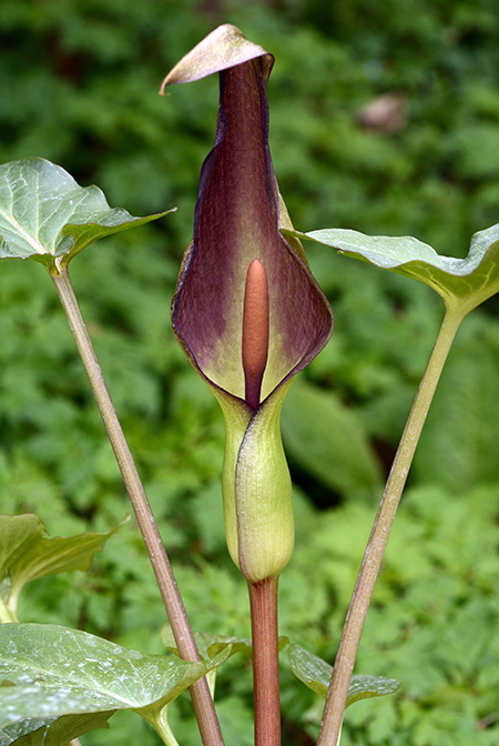 Arum balansanum