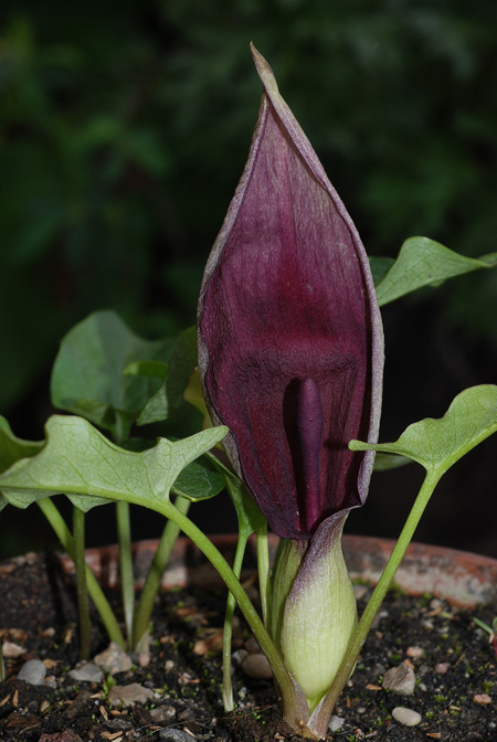 Arum besserianum
