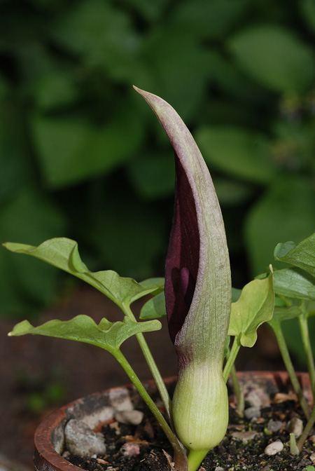 Arum besserianum