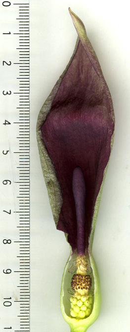 Arum besserianum