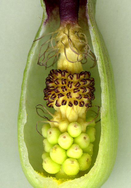 Arum besserianum