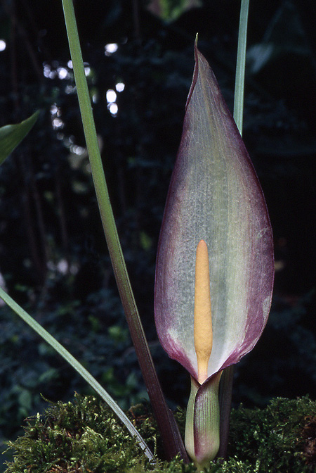 Arum concinnatum