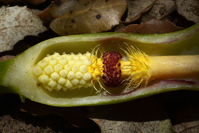 Arum concinnatum