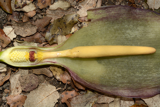 Arum concinnatum