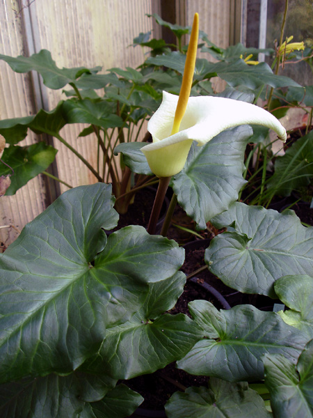 Arum creticum