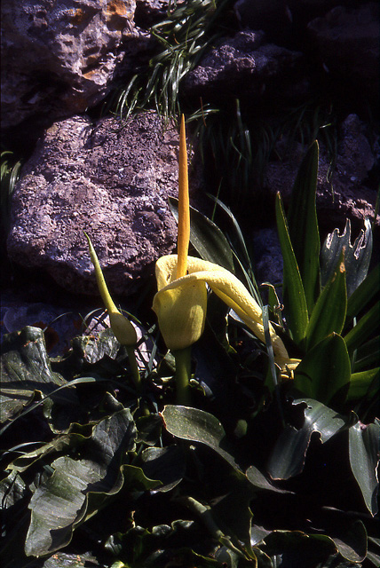 Arum creticum
