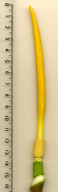 Arum creticum