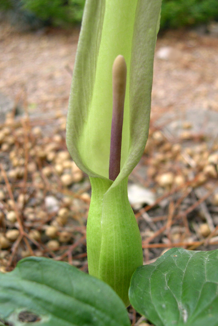 Arum cylindraceum