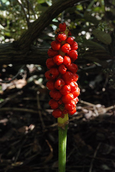 Arum cylindraceum