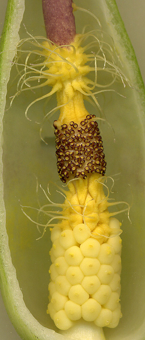 Arum cylindraceum