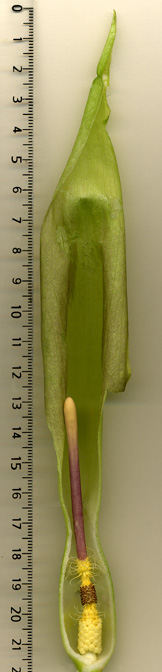 Arum cylindraceum