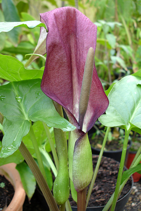 Arum cyrenaicum