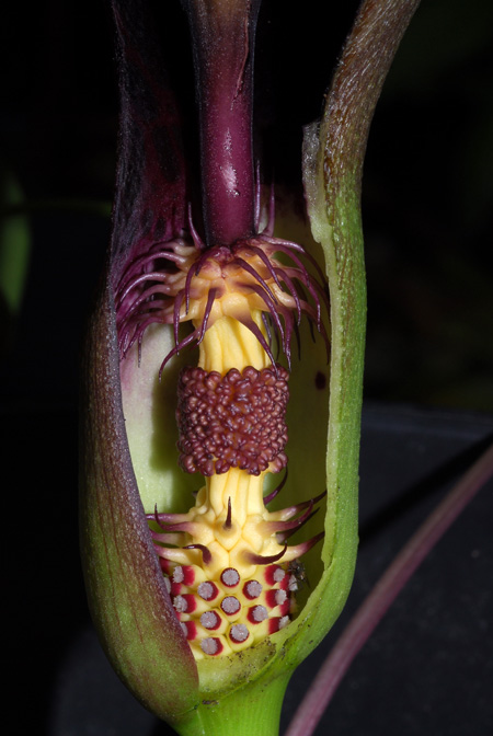 Arum dioscoridis