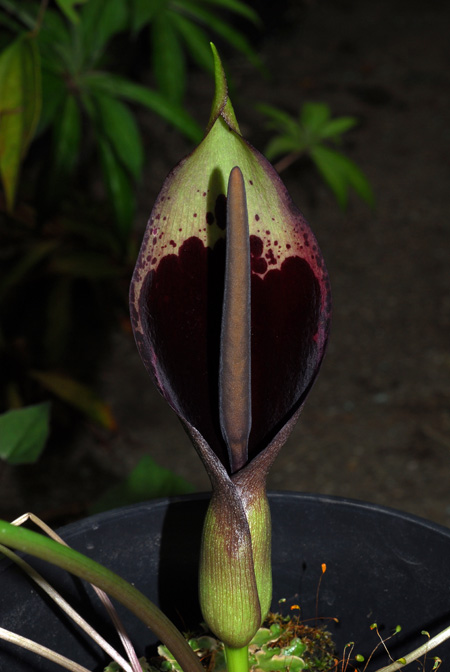 Arum dioscoridis