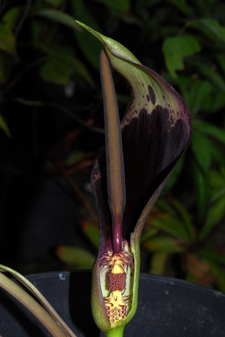 Arum dioscoridis