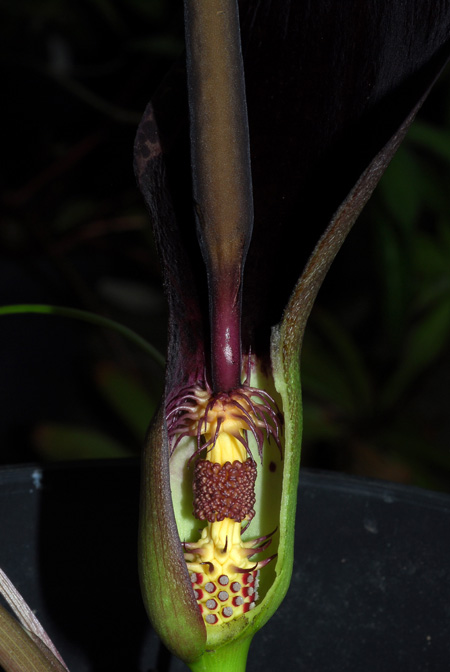 Arum dioscoridis