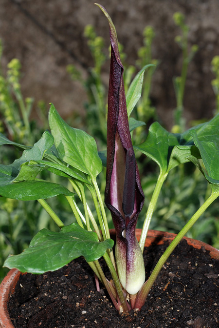 Arum elongatum