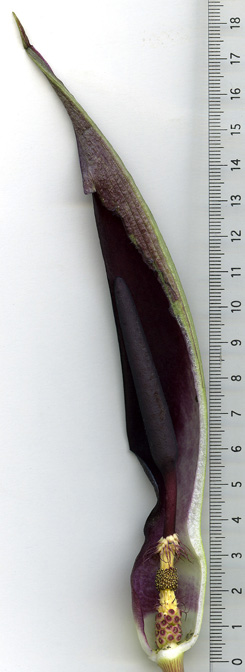 Arum elongatum