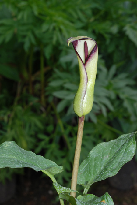 Arum euxinum