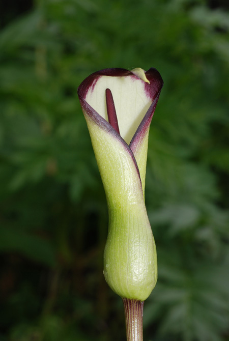 Arum euxinum