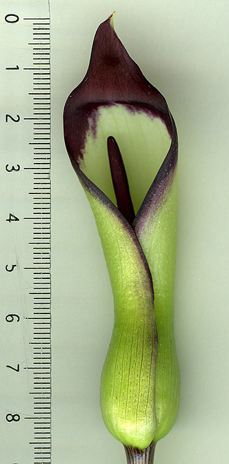 Arum euxinum