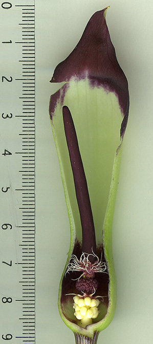 Arum euxinum
