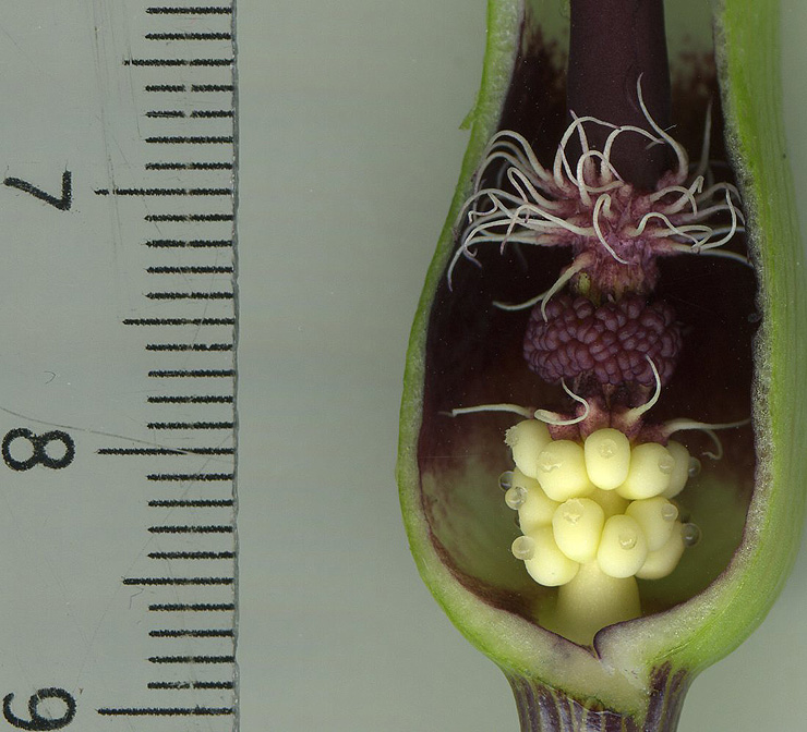 Arum euxinum