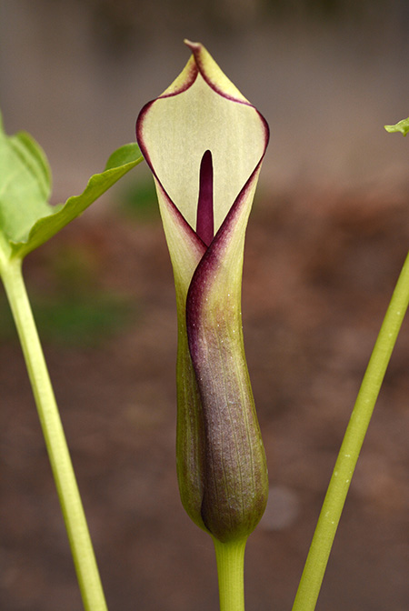 Arum hygrophilum