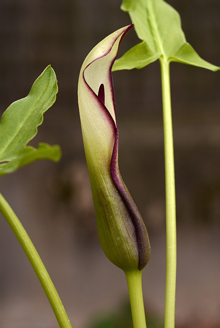 Arum hygrophilum