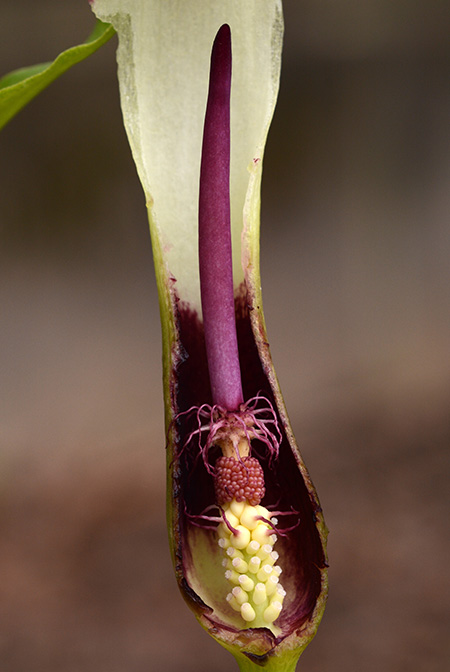 Arum hygrophilum