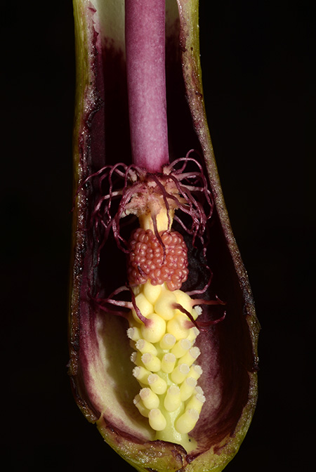 Arum hygrophilum