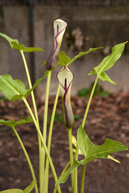Arum hygrophilum