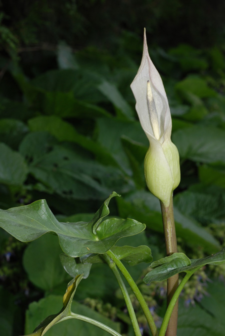 Arum idaeum
