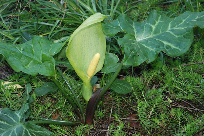 Arum italicum