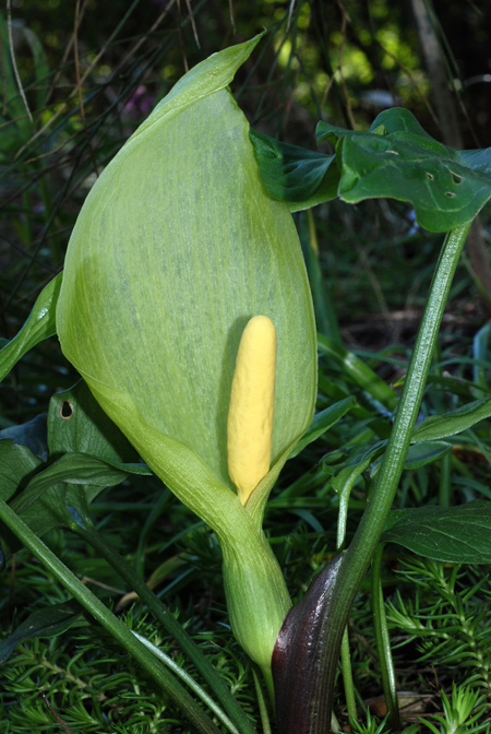Arum italicum