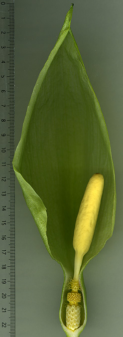 Arum italicum