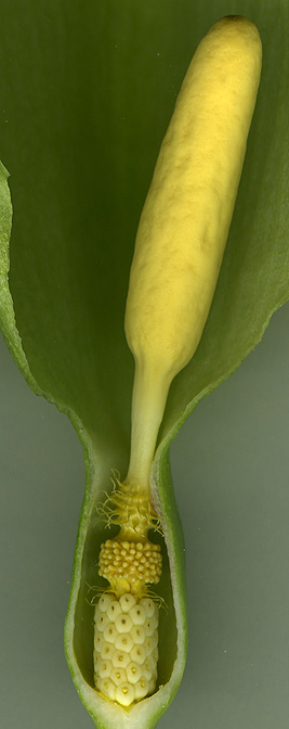 Arum italicum