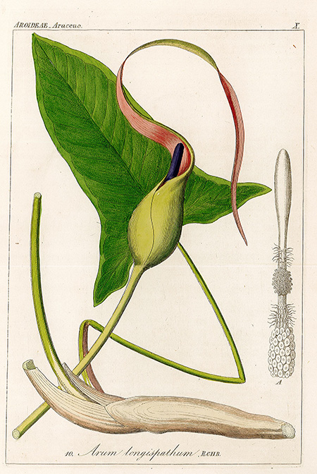 Arum longispathum