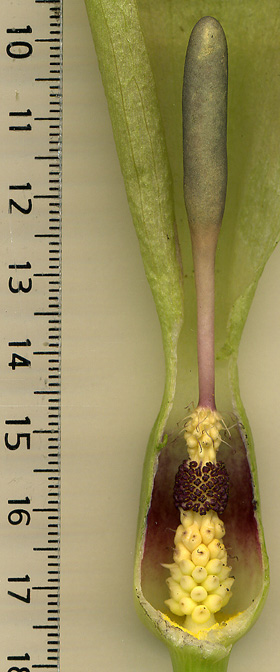 Arum maculatum