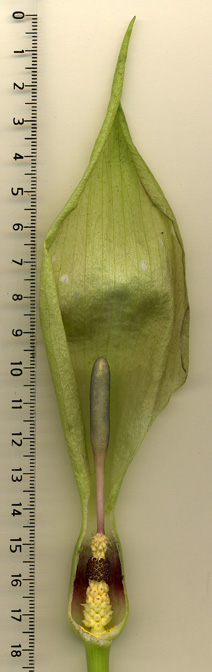 Arum maculatum