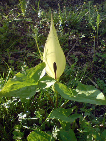 Arum maculatum