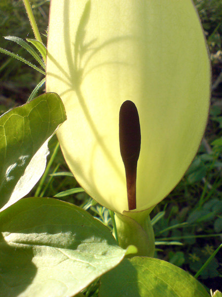 Arum maculatum