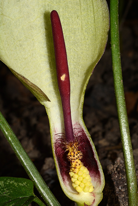 Arum megobrebi