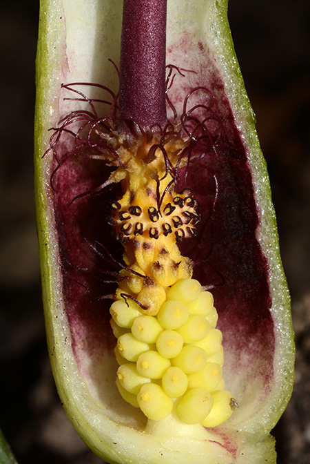 Arum megobrebi