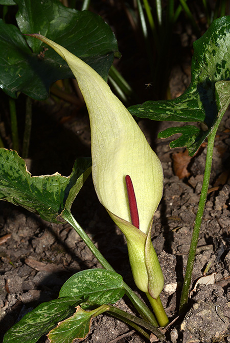 Arum megobrebi