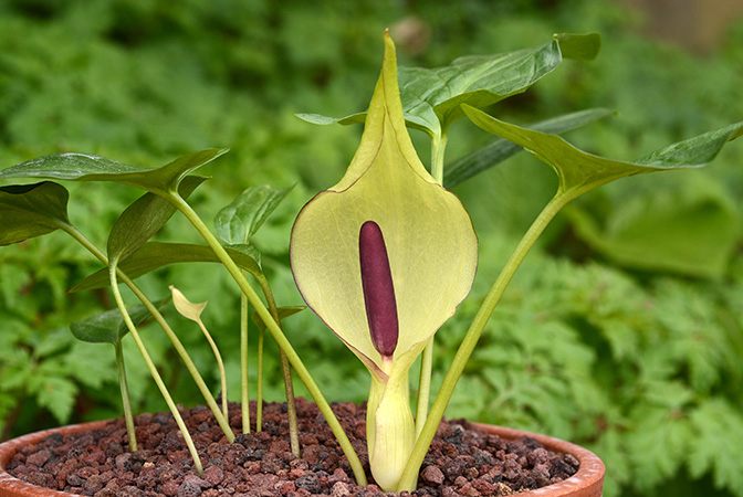 Arum melanopus
