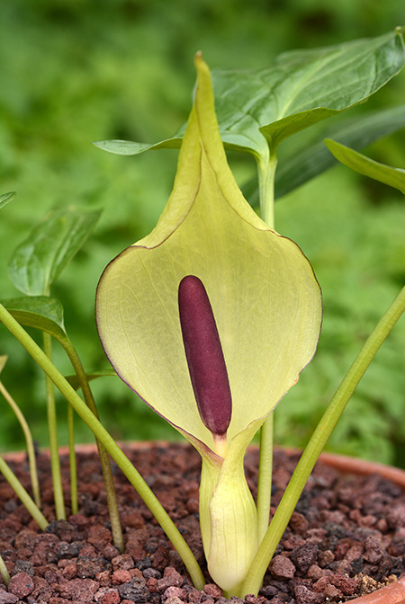 Arum melanopus