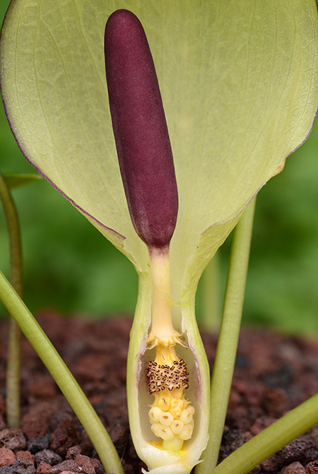 Arum melanopus