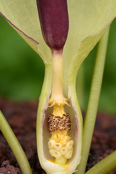 Arum melanopus