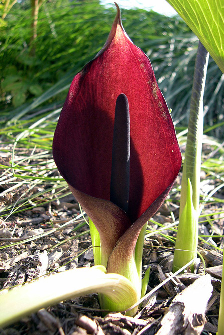 Arum pictum